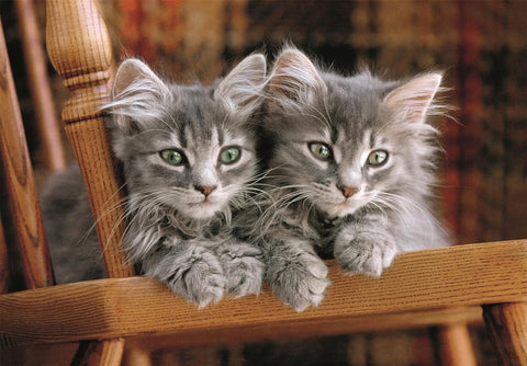 Clementoni HQC Kittens Puzzle 500 Pieces