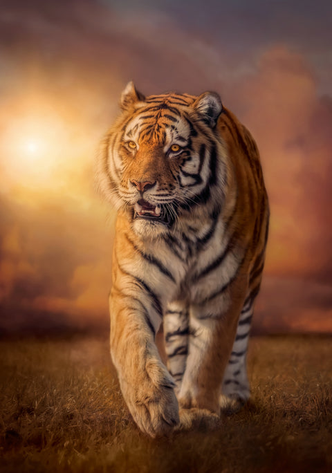 Clementoni Tiger Puzzle, HQC 1500 Pieces