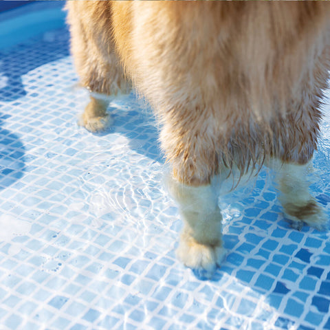 Intex Square Frame Pet Pool Set 152x152cm