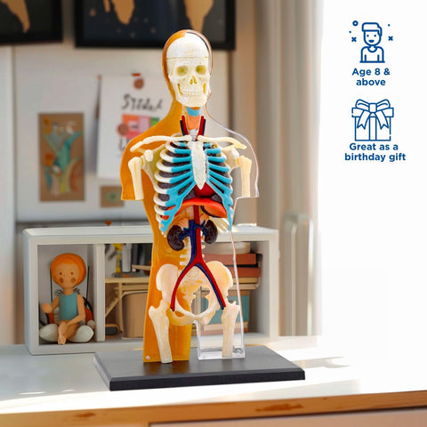 Human Body Anatomy Model