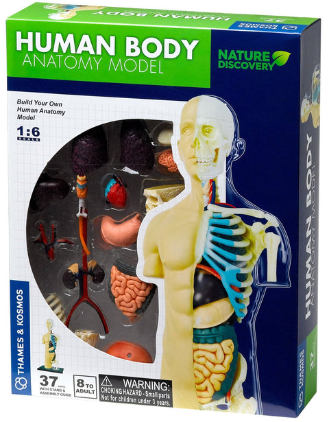 Human Body Anatomy Model