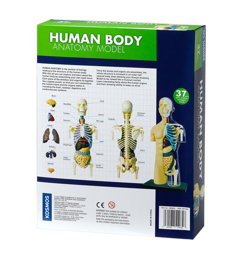 Human Body Anatomy Model