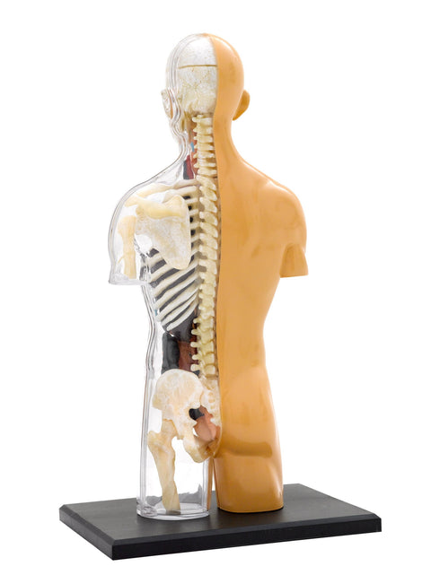 Human Body Anatomy Model