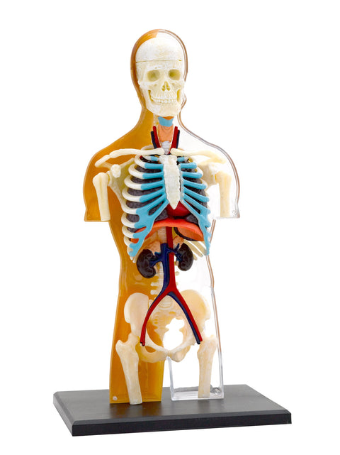 Human Body Anatomy Model