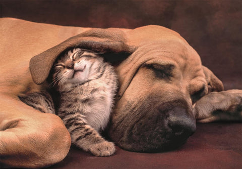 Clementoni HQC Cuddles Puzzle 500 Pieces
