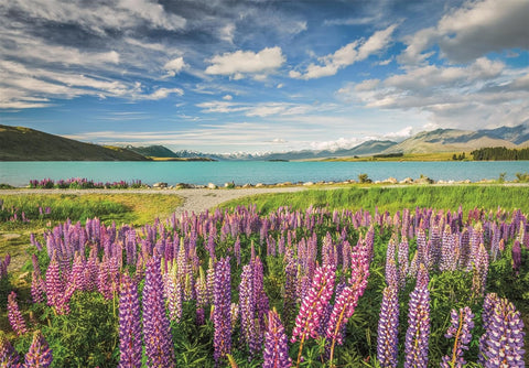 Clementoni HQC Lupins At Lake Tekapo Puzzle 1500 Pieces