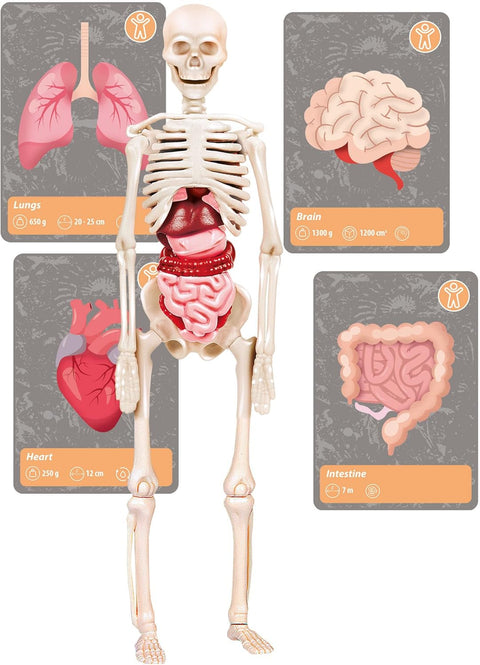 Clementoni Science & Jeu L'histoire de la vie sur Terre Réalité Virtuelle